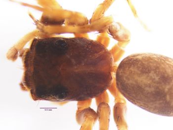 Media type: image; Invertebrate Zoology 22009